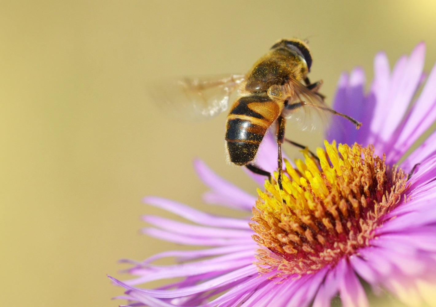 Bee Tierra